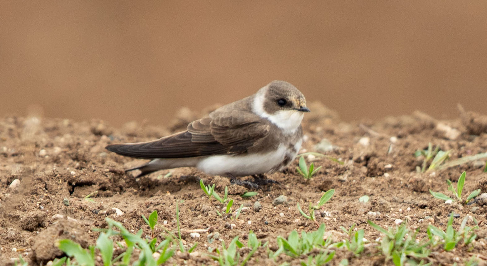 Bank Swallow